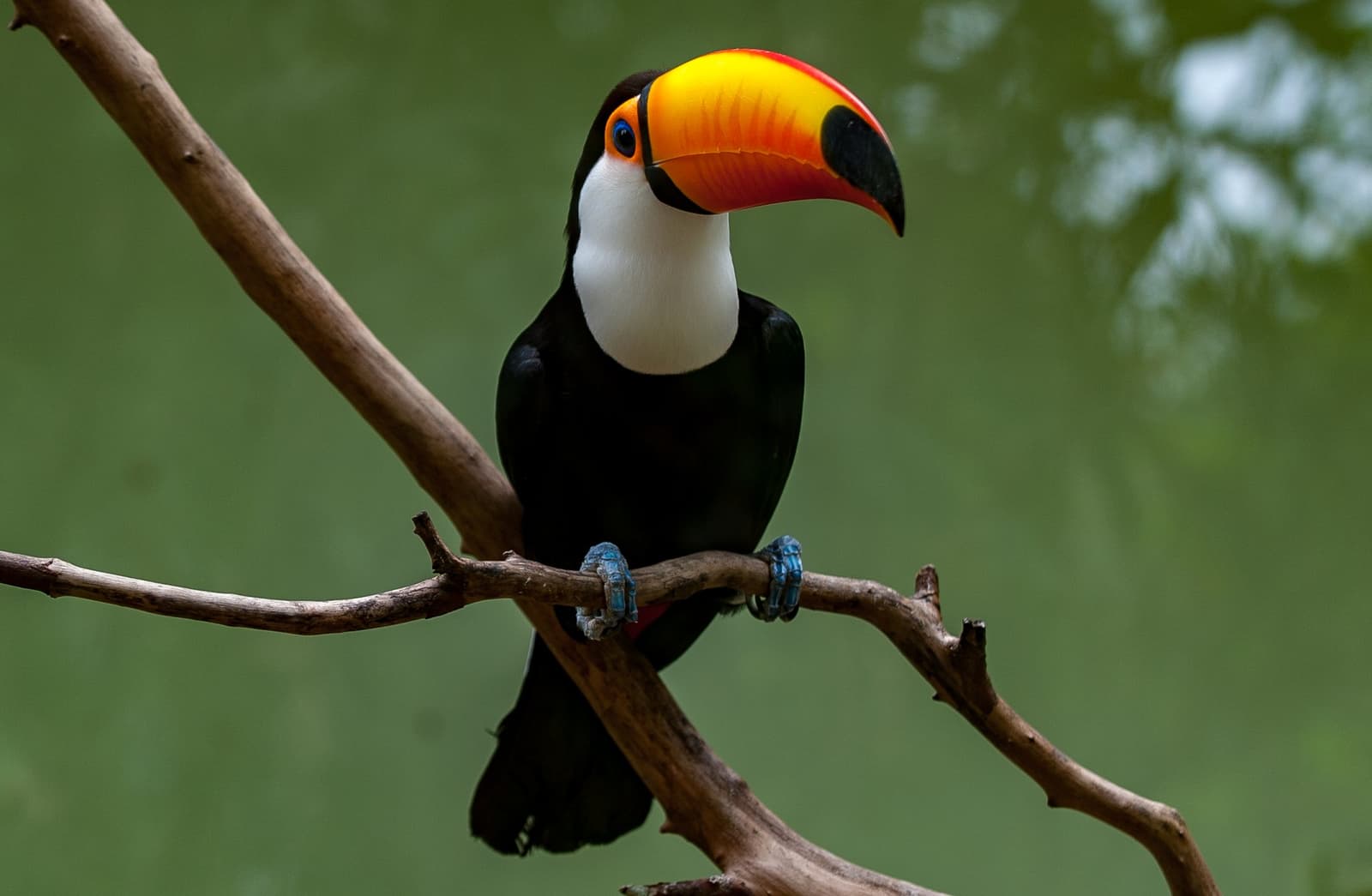 That bill is not a rumour — up close, it's even more extraordinary. Photo: YES BRASIL A toco toucan with its vivid orange-and-yellow bill perched on a bare branch against a soft green background, spotted on a Pantanal Bonito tour