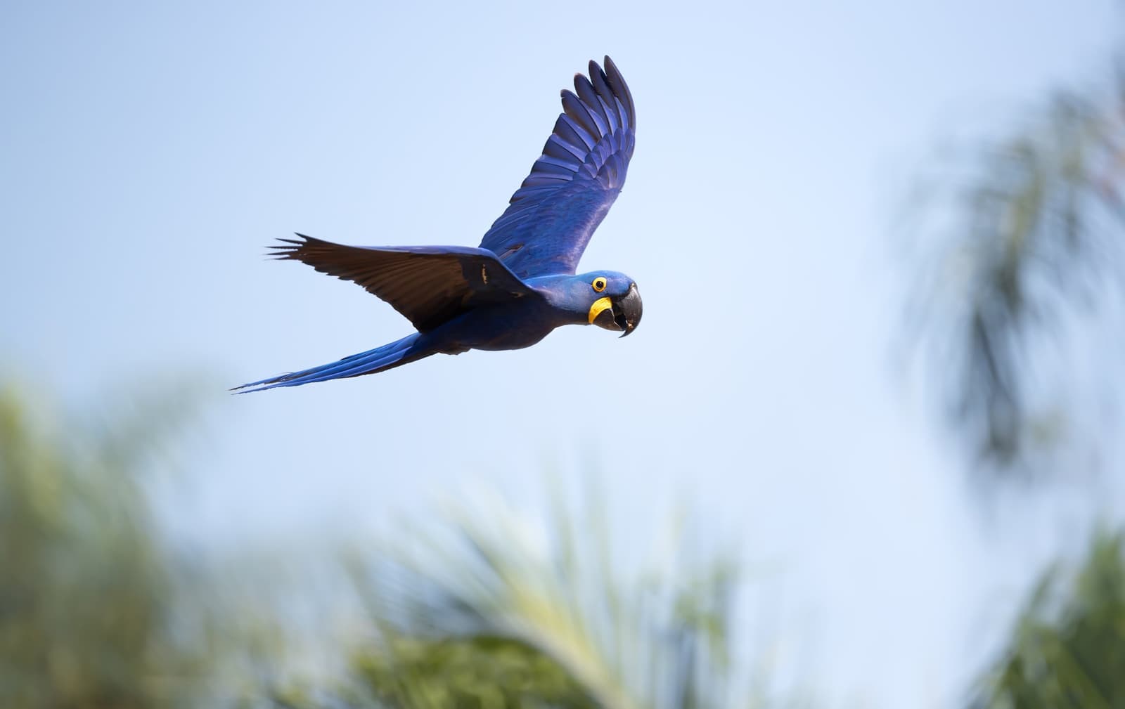 Pure cobalt, weightless — the hyacinth macaw owns the sky. Photo: Dgwildlife Photo 1
