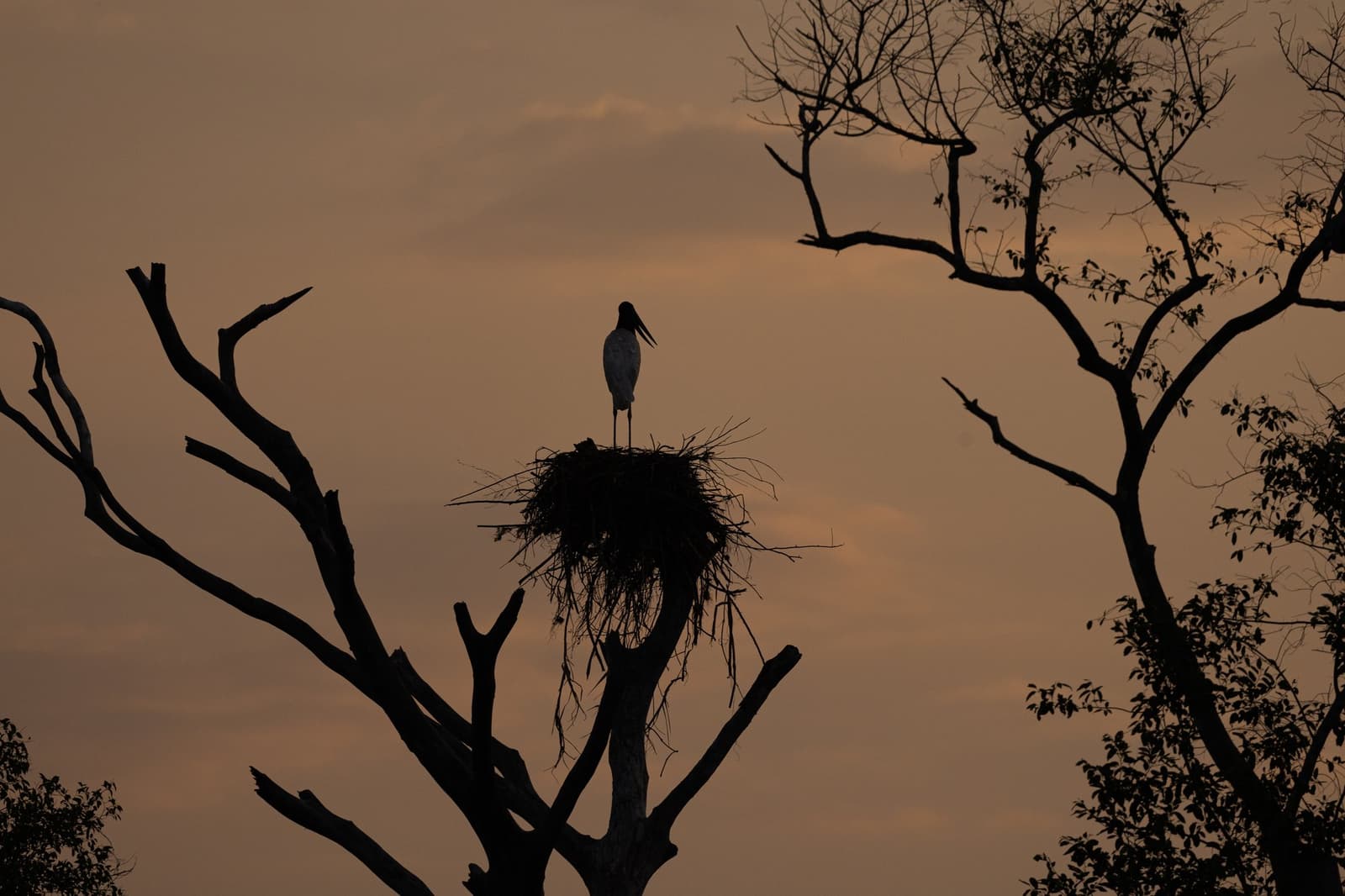 Sentinel at dusk — a jabiru stork guards its treetop nest as the sky turns amber. Photo: SERGIO MORAES Photo 7