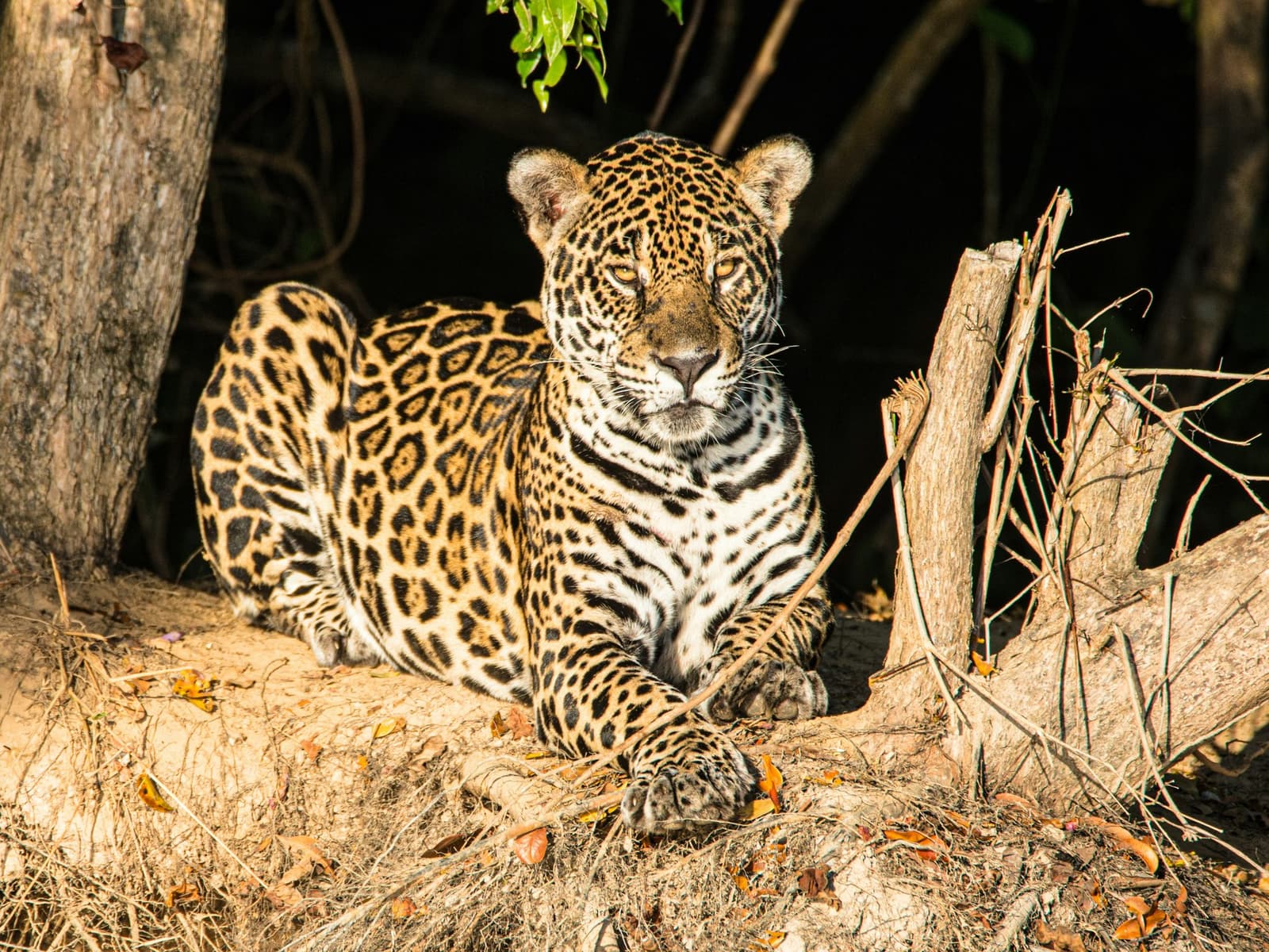 Unblinking, unhurried — a jaguar holds its ground on the riverbank. Photo 5