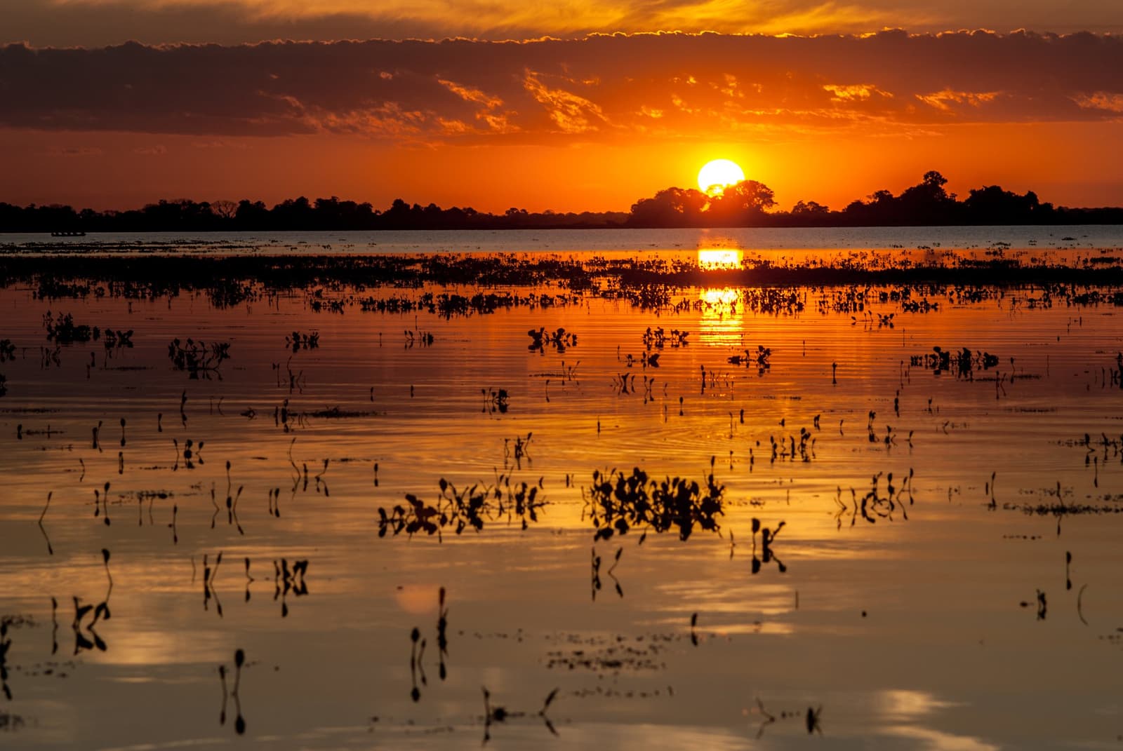 Molten gold spilled across the floodplain — the Pantanal at its most elemental. Photo: AlexanderDavid Photo 2