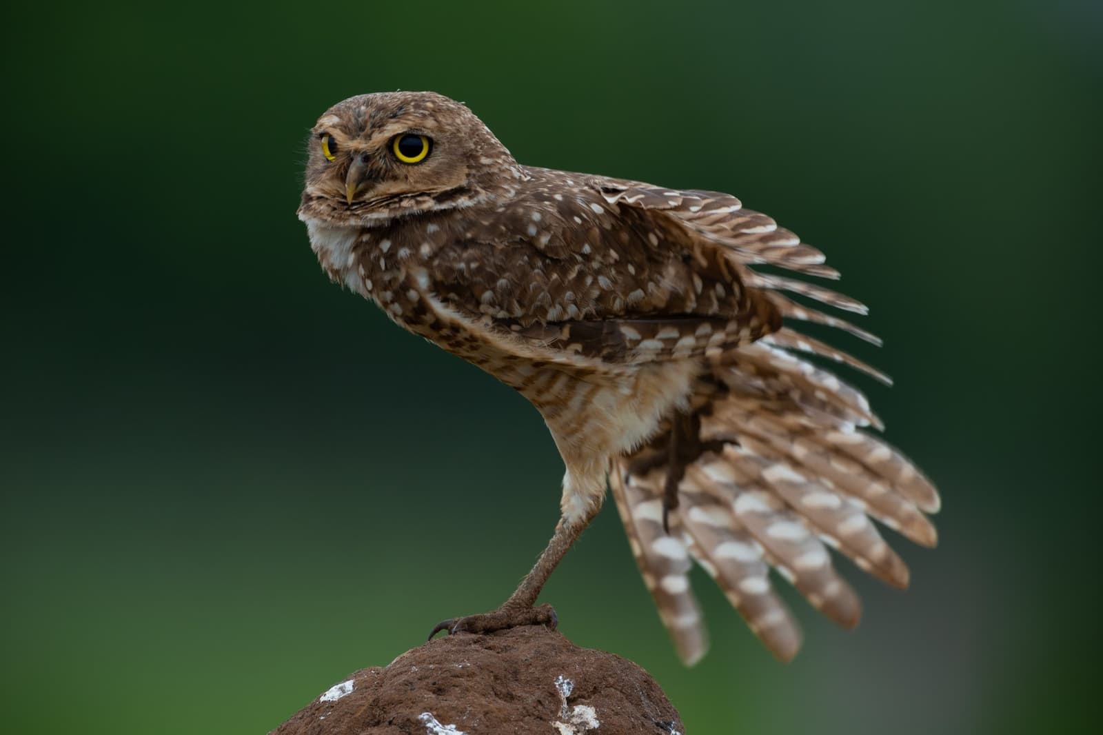 Caught mid-stretch, a burrowing owl commands its tiny stage. A burrowing owl balances on one leg atop a small mound, wings fanned wide, its bright yellow eyes fixed on the camera during a pantanal luxury safari