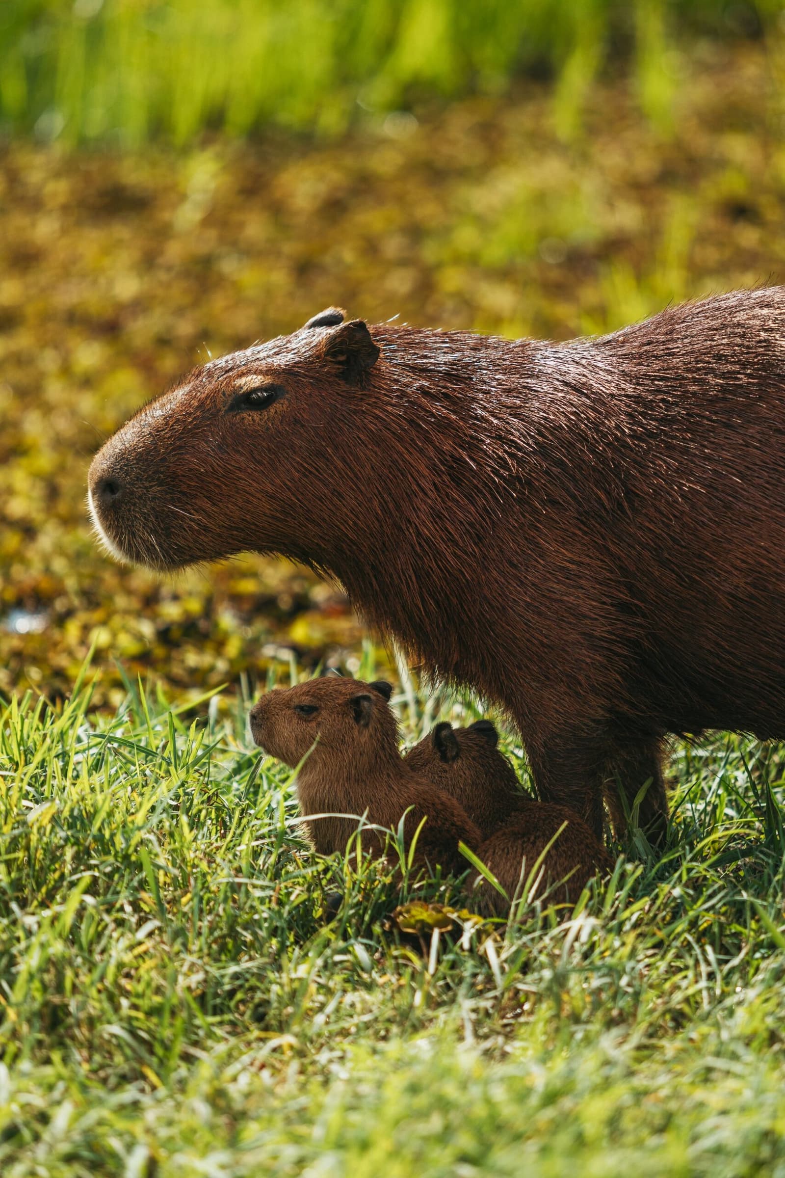 Born ready — capybara pups tuck in close on their very first days. Photo: Felipe Castellari An adult capybara stands in sunlit grass on a pantanal luxury safari while two tiny pups shelter beneath her body