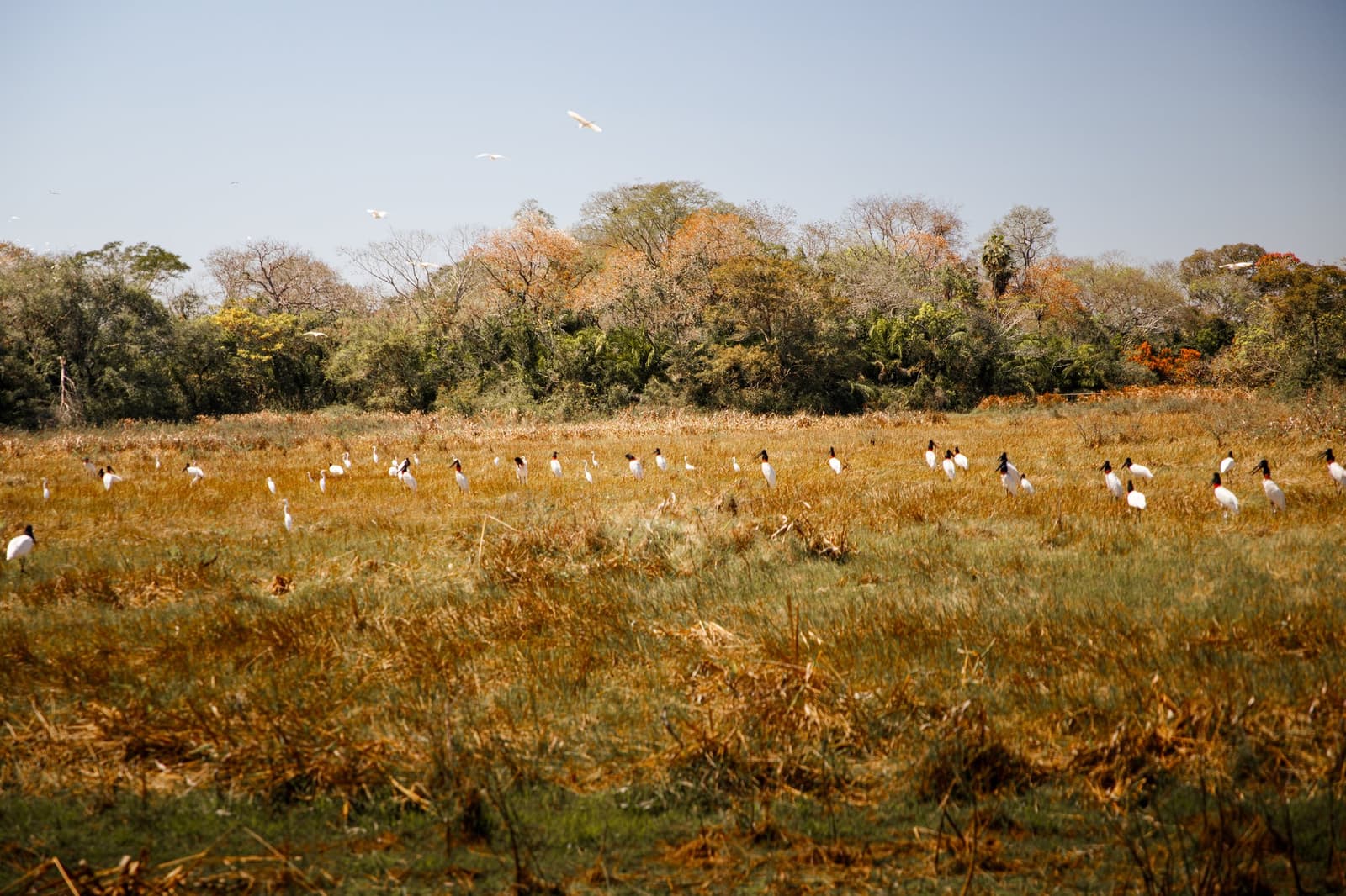 Dozens of jabirus spread across a burnished floodplain — the Pantanal at full spectacle. Photo: Daniel Junqueira A large flock of jabiru storks and white egrets foraging across a golden floodplain grassland on a pantanal luxury safari, with mixed dry-season woodland stretching across the horizon