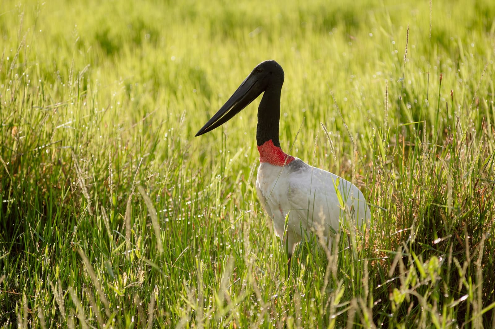 Crimson collar, morning dew — a jabiru stork commands the wetland grasses at dawn. Photo: Matias Ternes A jabiru stork with its distinctive black head, red neck band, and white plumage stands tall among dew-covered green grasses during a pantanal luxury safari