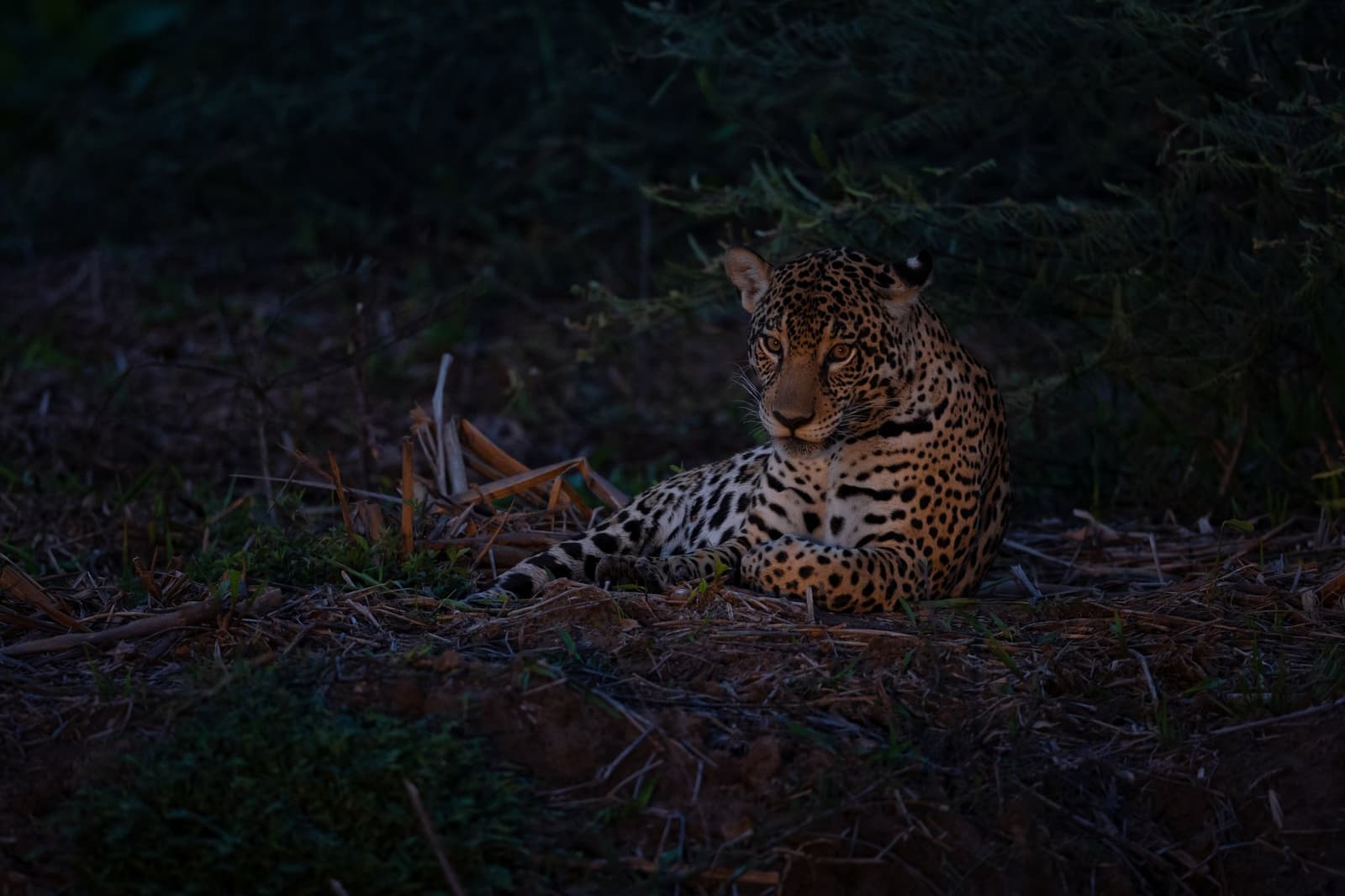 Unhurried and sovereign — the big cat owns the twilight. Photo: Keith Ladzinski A jaguar rests on the ground beneath dark foliage at dusk during a pantanal luxury safari, its amber eyes gazing directly toward the camera