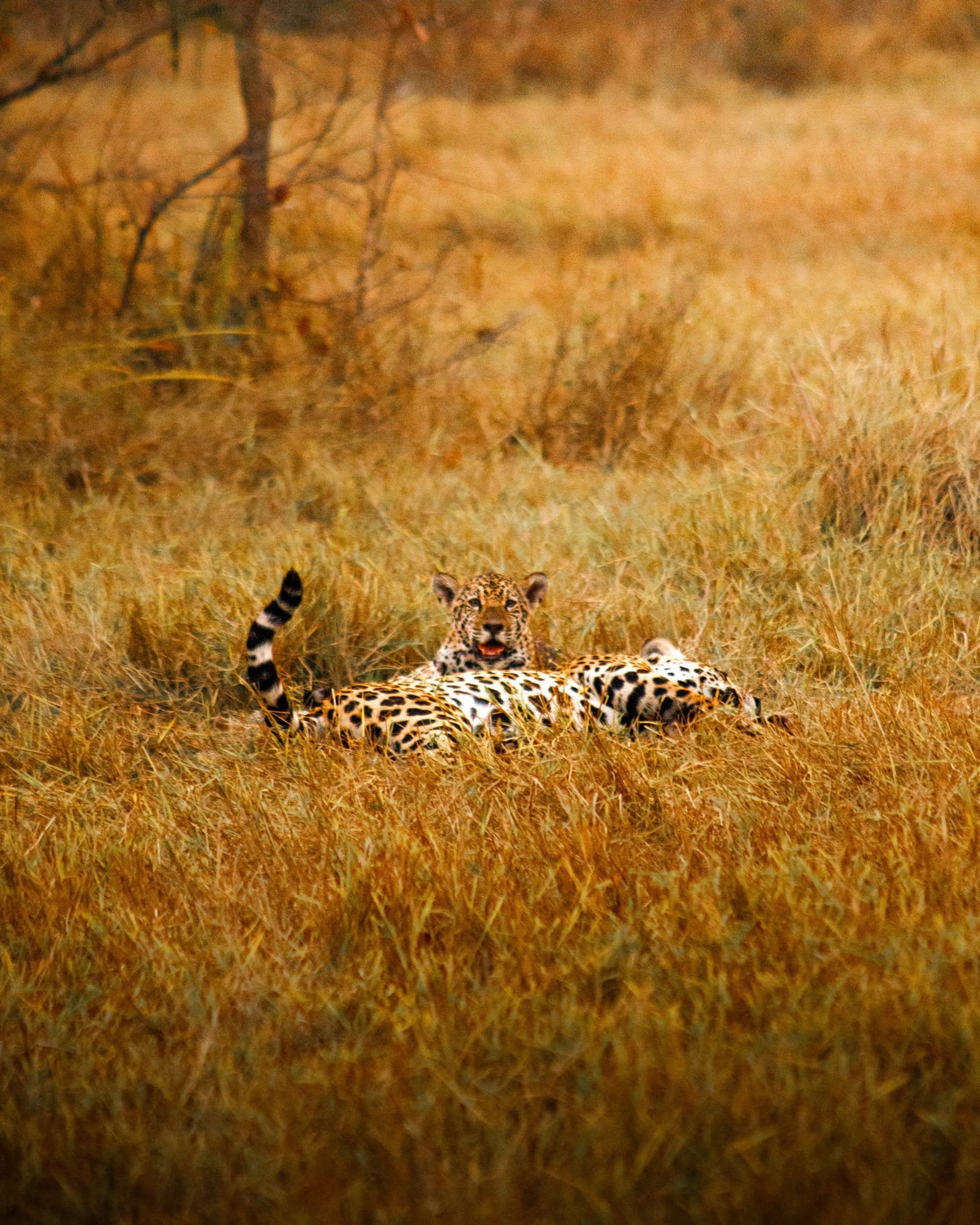 Spotted, still, and utterly sovereign — a jaguar half-hidden in a sea of dry grass. Photo: Daniel Junqueira A jaguar resting in tall golden dry grass during a pantanal luxury safari, gazing directly at the camera with tail raised