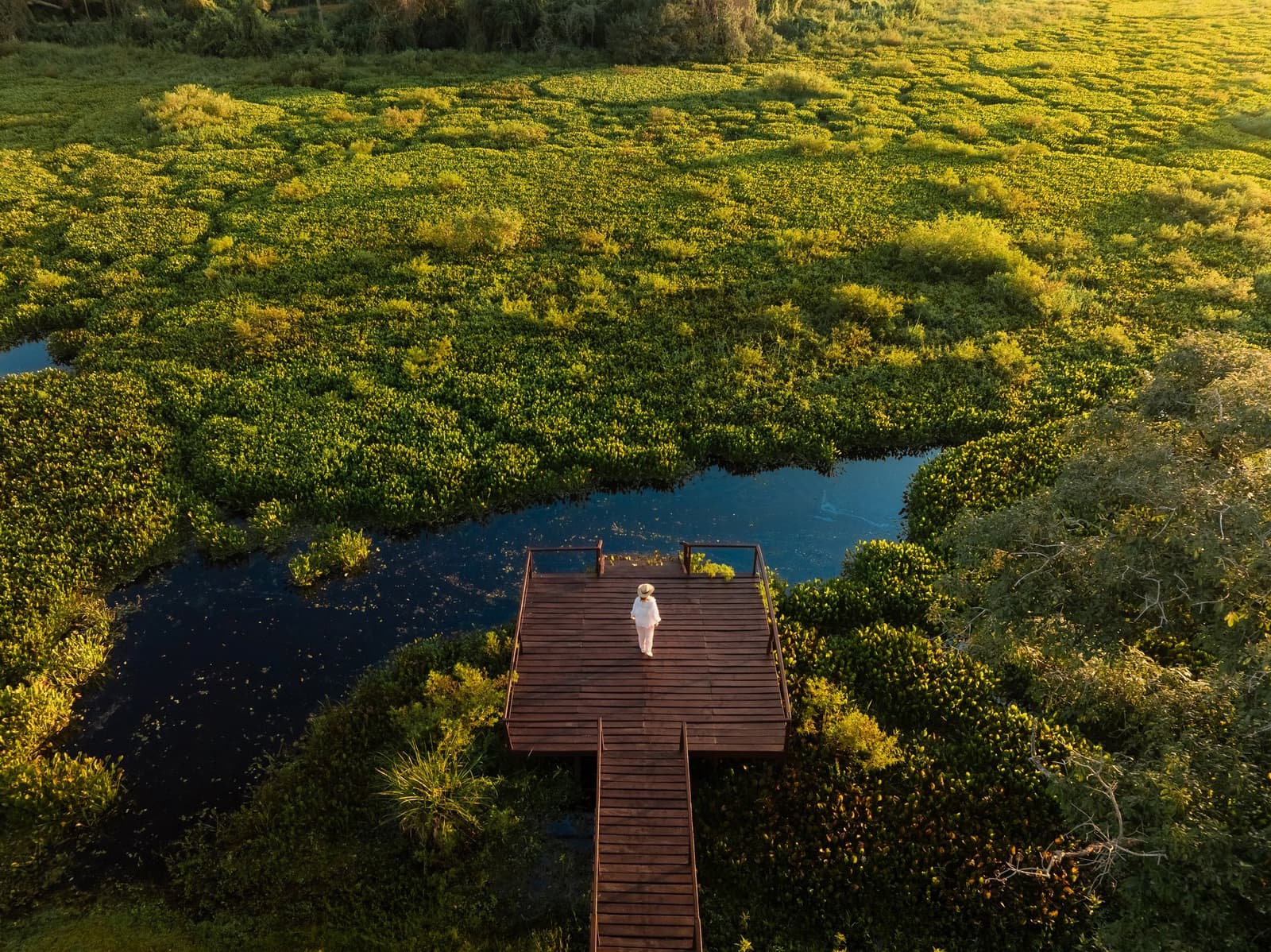 Tiny figure, endless green — the Pantanal stretches in every direction. Photo: Matias Ternes Aerial view of a lone traveller standing on a wooden boardwalk observation deck surrounded by vast green wetland vegetation and dark open water channels during a pantanal luxury safari