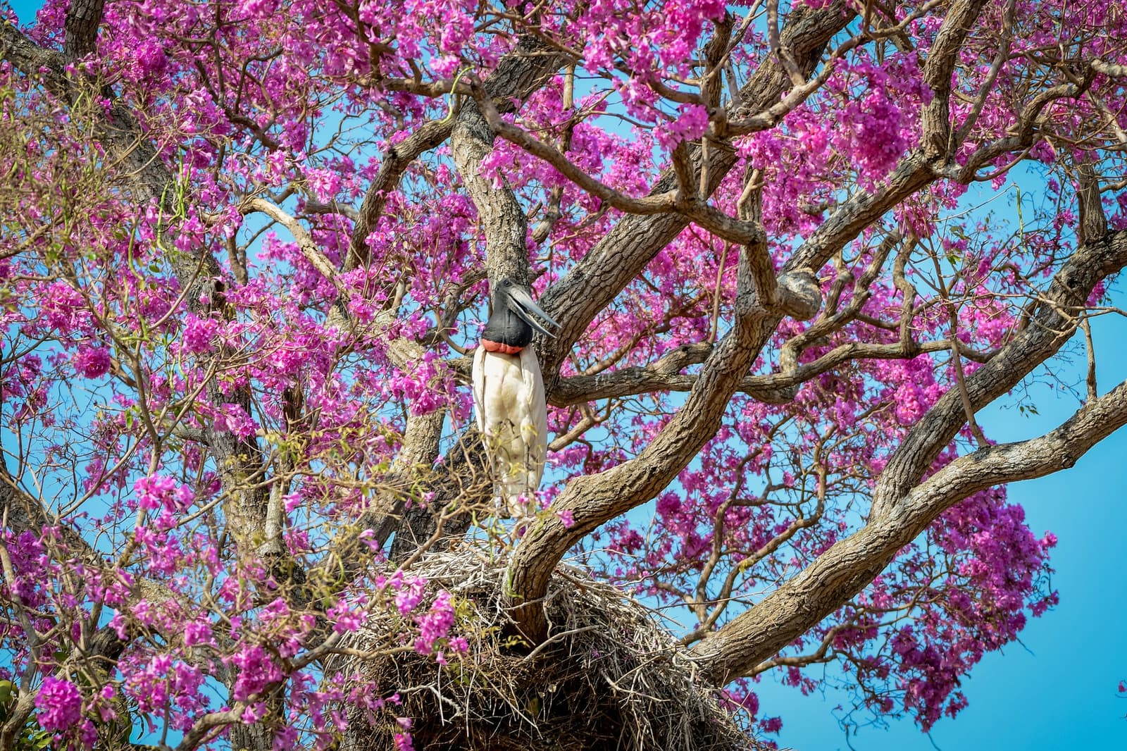 Magenta blooms, a giant nest, and the Pantanal's most iconic stork — all in one frame. Photo: Leandro Rezende A jabiru stork stands tall on its large stick nest nestled among vivid magenta blossoms in a flowering tree, a striking sight on a pantanal tour from campo grande