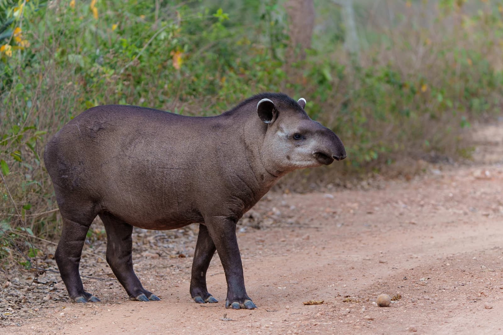 South America's largest land mammal, caught mid-stride on a quiet trail. Photo: Henk Bogaard A lowland tapir pauses on a red dirt track during a pantanal tour from campo grande, lush green scrubland visible behind it