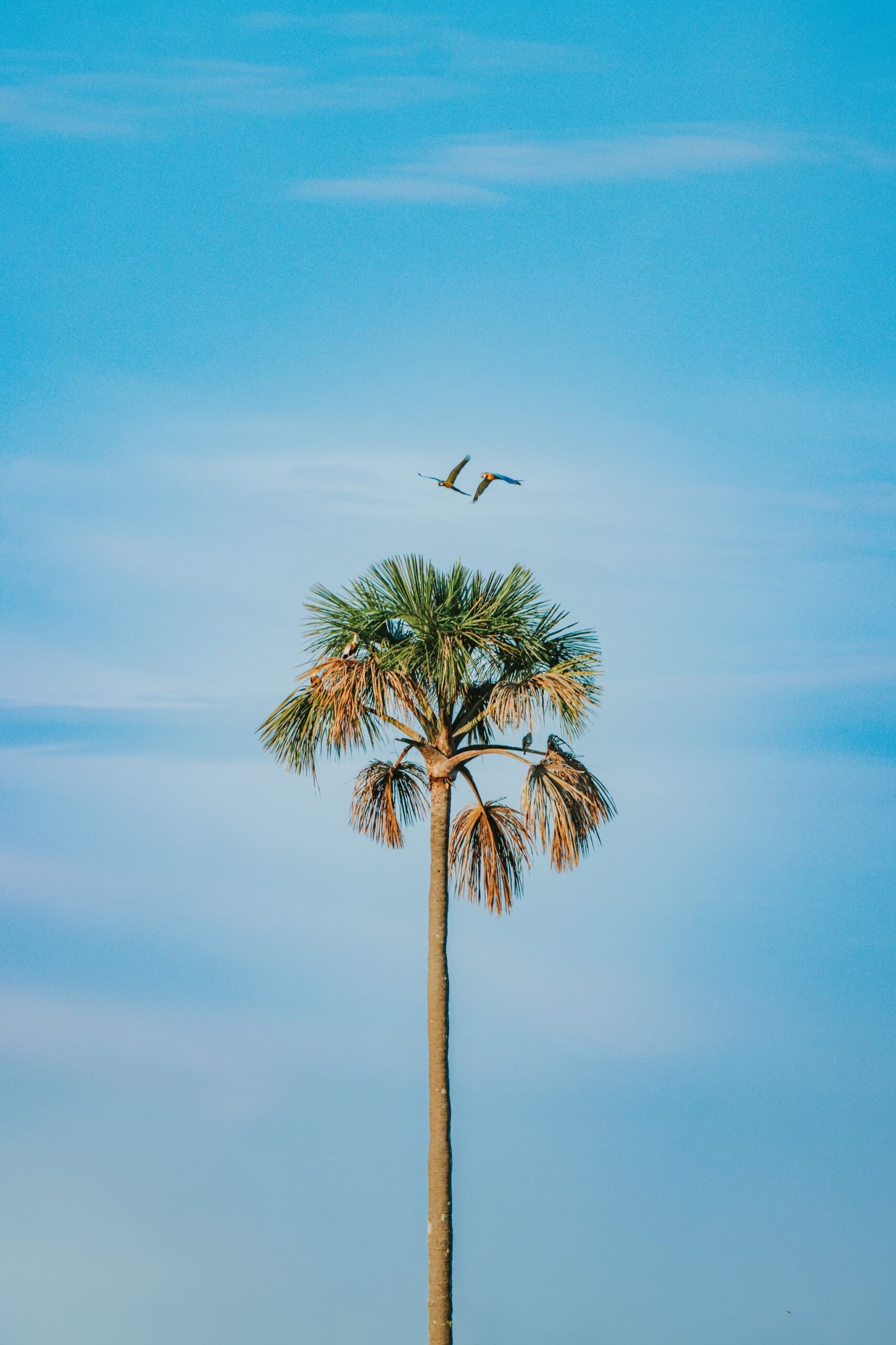 Freedom in flight — macaws soar above the Cerrado palms. Photo: Albori Ribeiro Two blue-and-yellow macaws in flight above a tall palm tree against a clear blue sky at Pousada Trijunção in the Cerrado