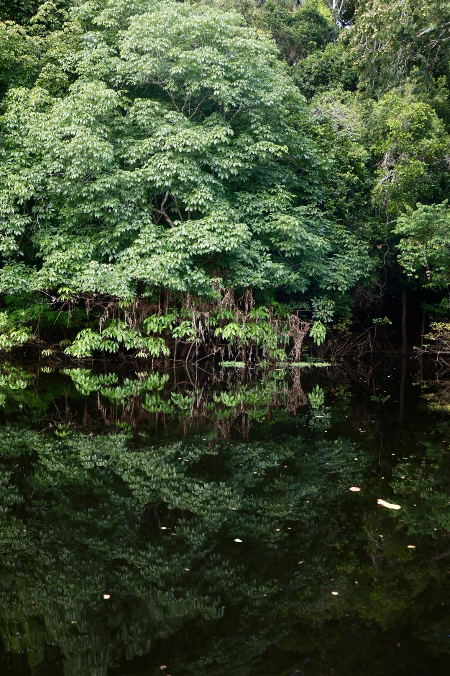The forest wall doubles itself in the mirror-still blackwater. Lush green rainforest reflected in the still dark water along an Amazon riverbank