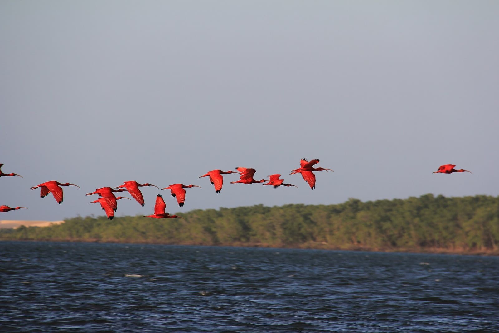 Fifteen scarlet ibis streak low over the water, a flash of red against grey sky. Photo 1