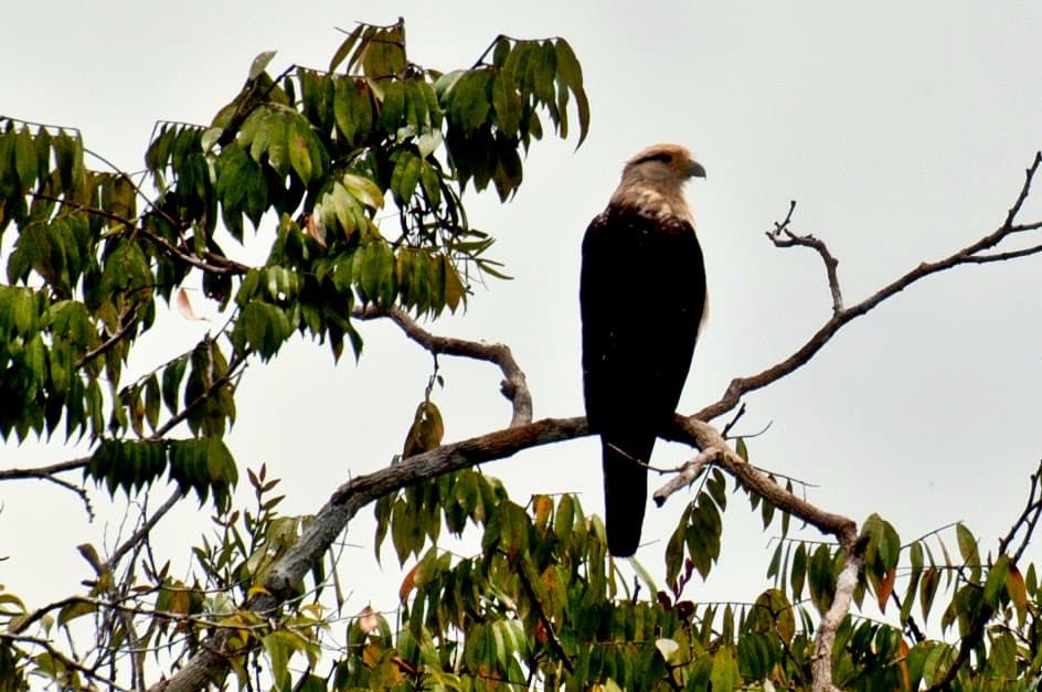 A yellow-headed caracara surveys the forest from a high perch. Yellow-headed caracara perched on a bare branch above the Amazon treetops