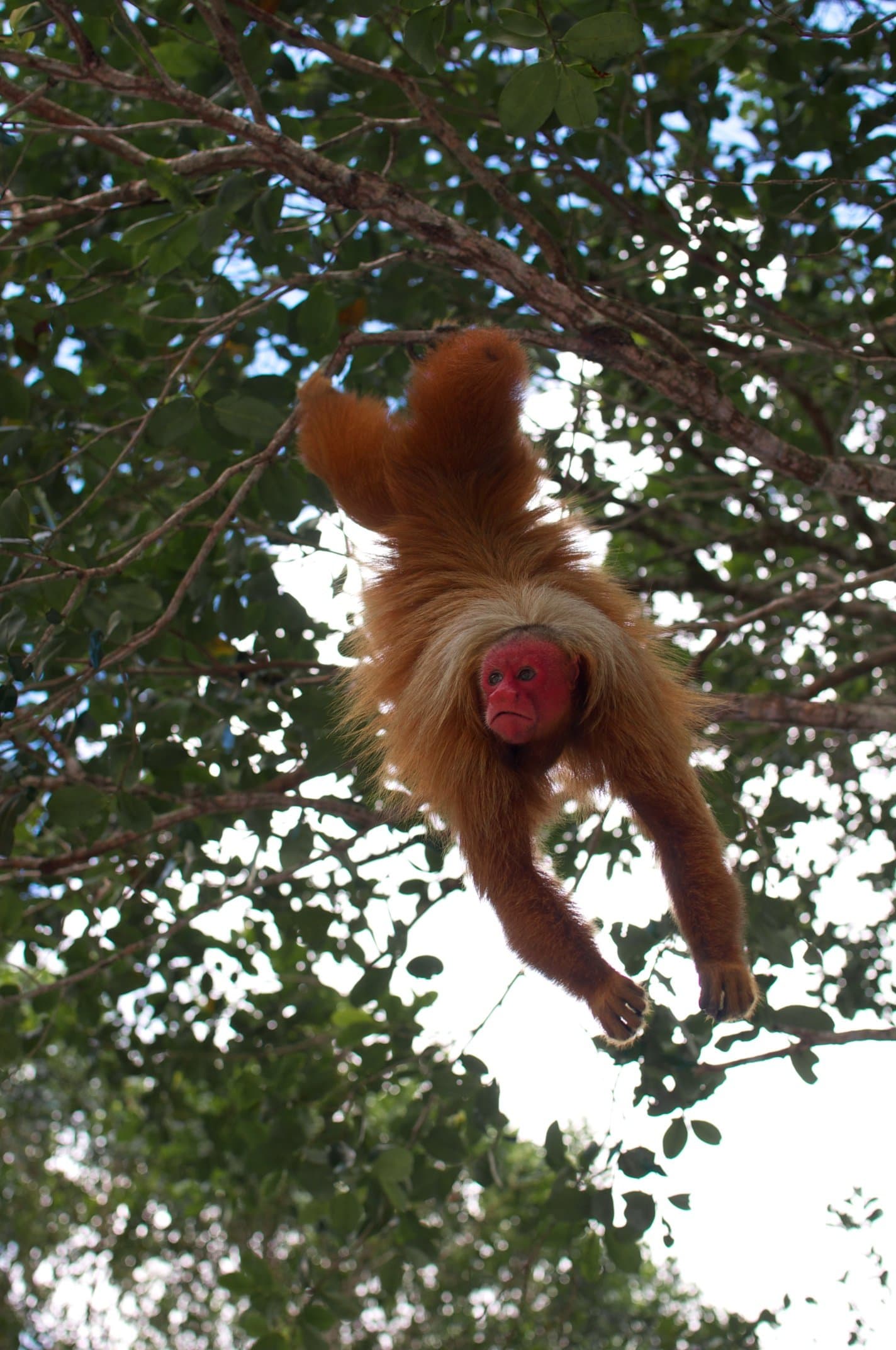 Ondersteboven, met een blik die geen commentaar nodig heeft. Een uakari-aap met rood gezicht hangt ondersteboven aan een tak in het Amazoneregenwoud, zijn goudoranje vacht uitgespreid, zijn blik recht in de camera gericht
