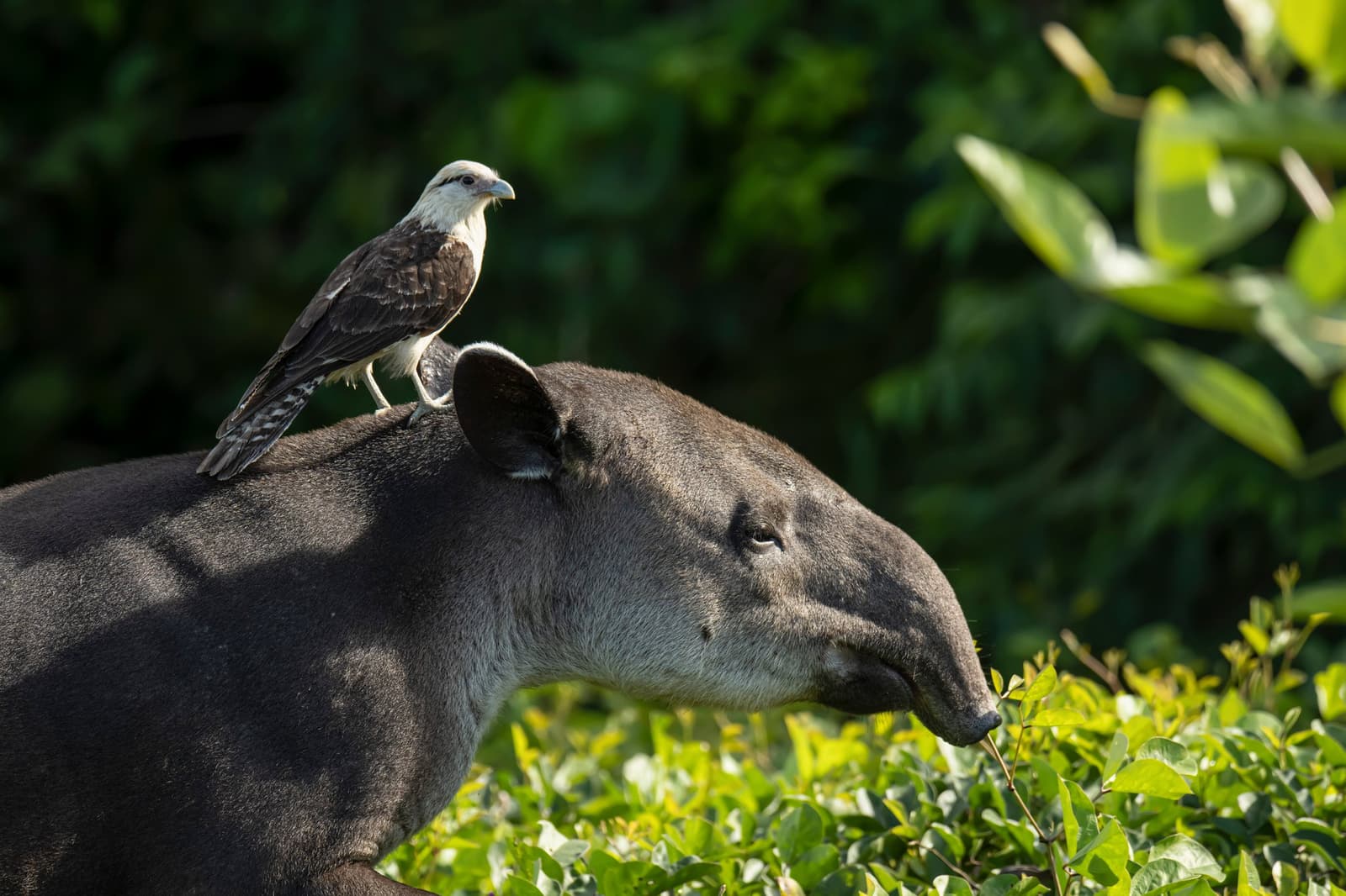 O caracará achou seu poleiro; a anta, seu almoço. Um acordo silencioso e sem cerimônia. Photo: Patrick Gijsbers Um caracará-de-cabeça-amarela pousado sobre as costas de uma anta que pasteja arbustos verdes, cena rara de observar num roteiro pelo Pantanal e Amazônia