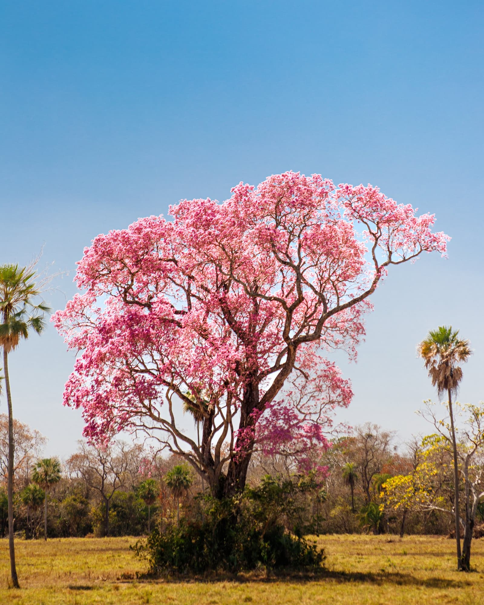 The Pantanal has its own way of announcing the season. Photo: Daniel Junqueira A large pink ipê tree in full bloom stands alone in open Pantanal grassland under a clear blue sky, flanked by scattered palms and dry woodland on a luxury Pantanal and Amazon trip