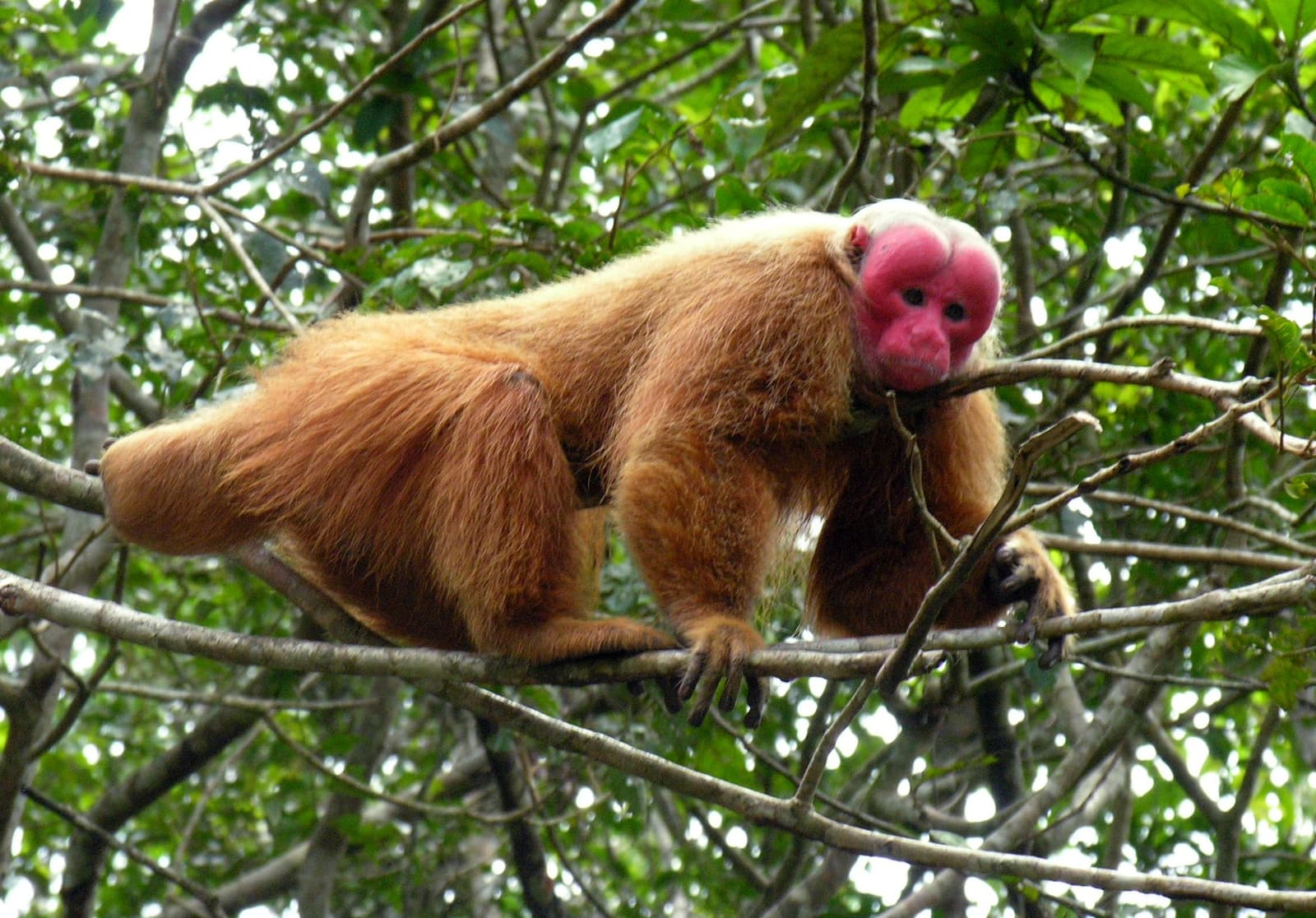 Dat rode gezicht is geen toeval, hoe feller, hoe gezonder. Een kale uakari met een fel roze-rood gezicht en dik oranje-bruin vacht zit op kale takken in het tropische regenwoudkroongebladerte