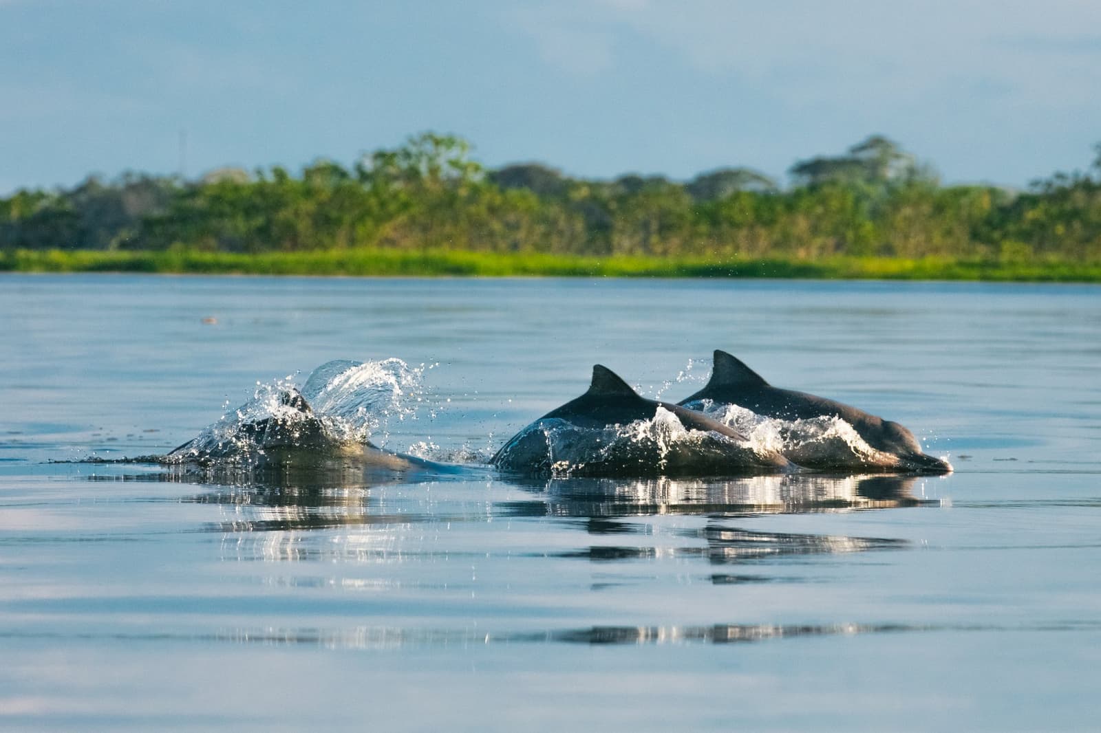 Drie rugvinnen, één rivier, de Amazone deelt de ruimte op zijn eigen voorwaarden. Photo: Guilherme Gomes Drie rivierdolfijnen die samen opduiken in een rustige Amazone-waterweg tijdens een amazon rainforest ecolodge trip in Brazilië, met weelderige overstromingswoud-vegetatie op de achtergrond