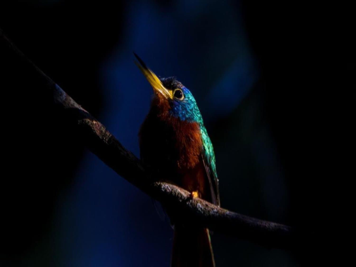 Klein juweeltje op een donkere tak, volkomen ongeïnteresseerd in jouw planning. Een kleine ijsvogelachtige vogel met iriserend blauwgroene bovenzijde, roestbruine borst en scherpe geelvoet snavel, zittend op een donkere tak tegen een diepblauwe achtergrond in het Amazoneregenwoud