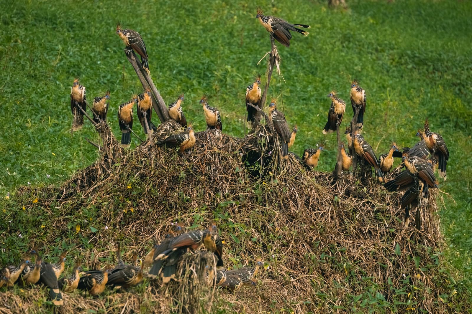 Dertig hoatzins op één hoop, en niemand van plan om op te schuiven. Photo: Guilherme Gomes Een grote groep hoatzins met oranjegeel verenkleed, stekelige kuiven en blauwe gezichtshuid, opeengepakt op een hoop gedroogde plantenresten, met groen gras op de achtergrond