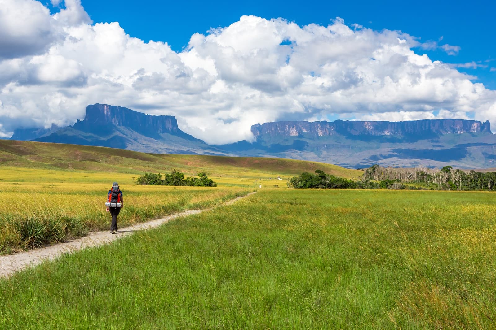 Zevenentagtig kilometer, en het begint gewoon met gras en een pad. Photo: MaRabelo Een backpacker loopt over een smal aarden pad door open groen en goudkleurig grasland tijdens een Mount Roraima-expeditie, met het tafelbergmassief dat imposant oprijst tegen een blauwe lucht vol grote witte wolken