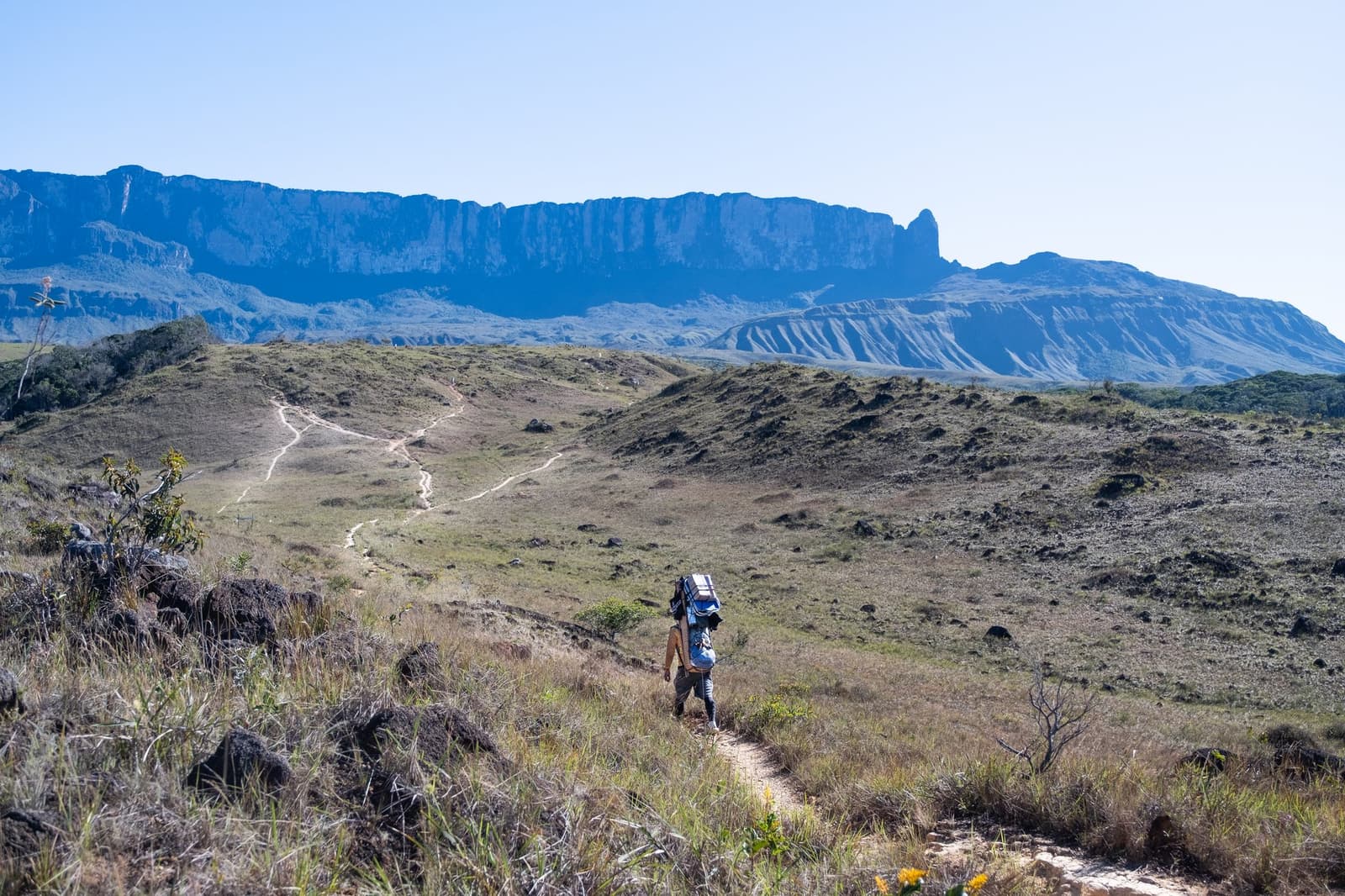 Het pad loopt kilometers door, de tepui kijkt rustig toe. Een drager met een groot pak loopt over een smal zandpad door de open Gran Sabana-grasvlakte tijdens een Mount Roraima-expeditie, met het tafelgebergte imposant aan de horizon onder een strakblauwe lucht.