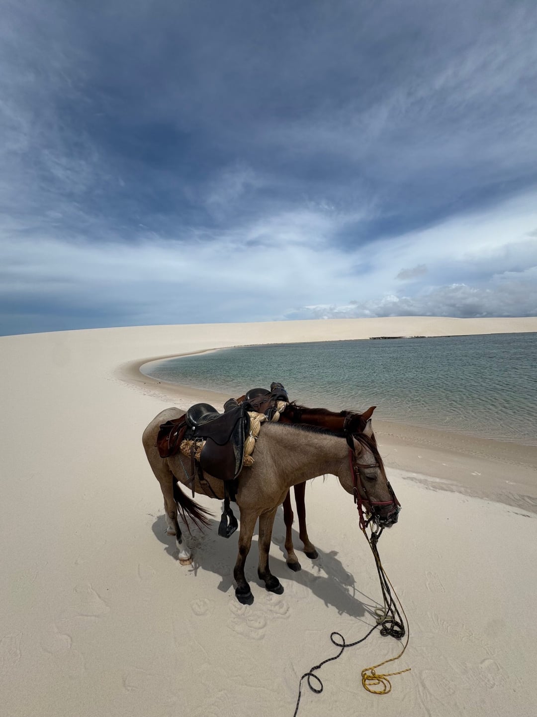 Two saddled horses rest on the sand beside a dune lagoon during a low-season crossing of Lençóis Maranhenses. Two saddled horses rest on the sand beside a dune lagoon during a low-season crossing of Lençóis Maranhenses.