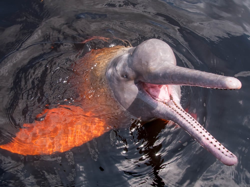 Un delfino rosa di fiume emerge con la bocca aperta in un fiume scuro dell'Amazzonia, illuminato di arancione sotto la superficie.