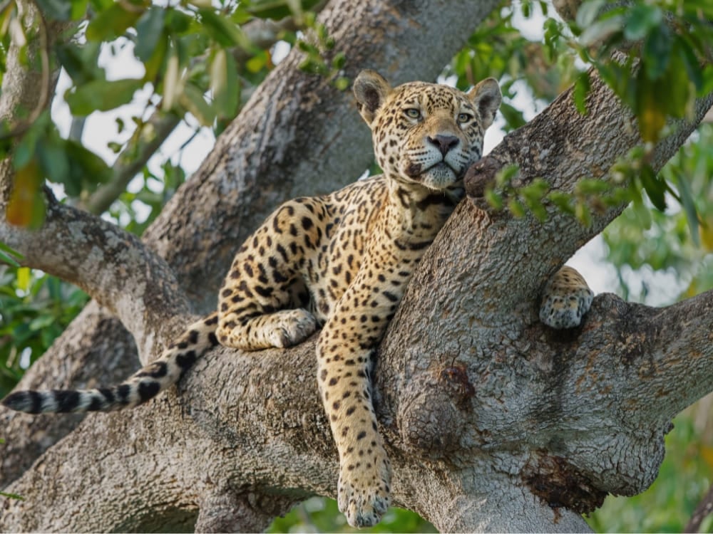 Photo: Henk Boogard Un giaguaro riposa su un grosso ramo nel Pantanal e guarda verso l'obiettivo in mezzo al fogliame verde.