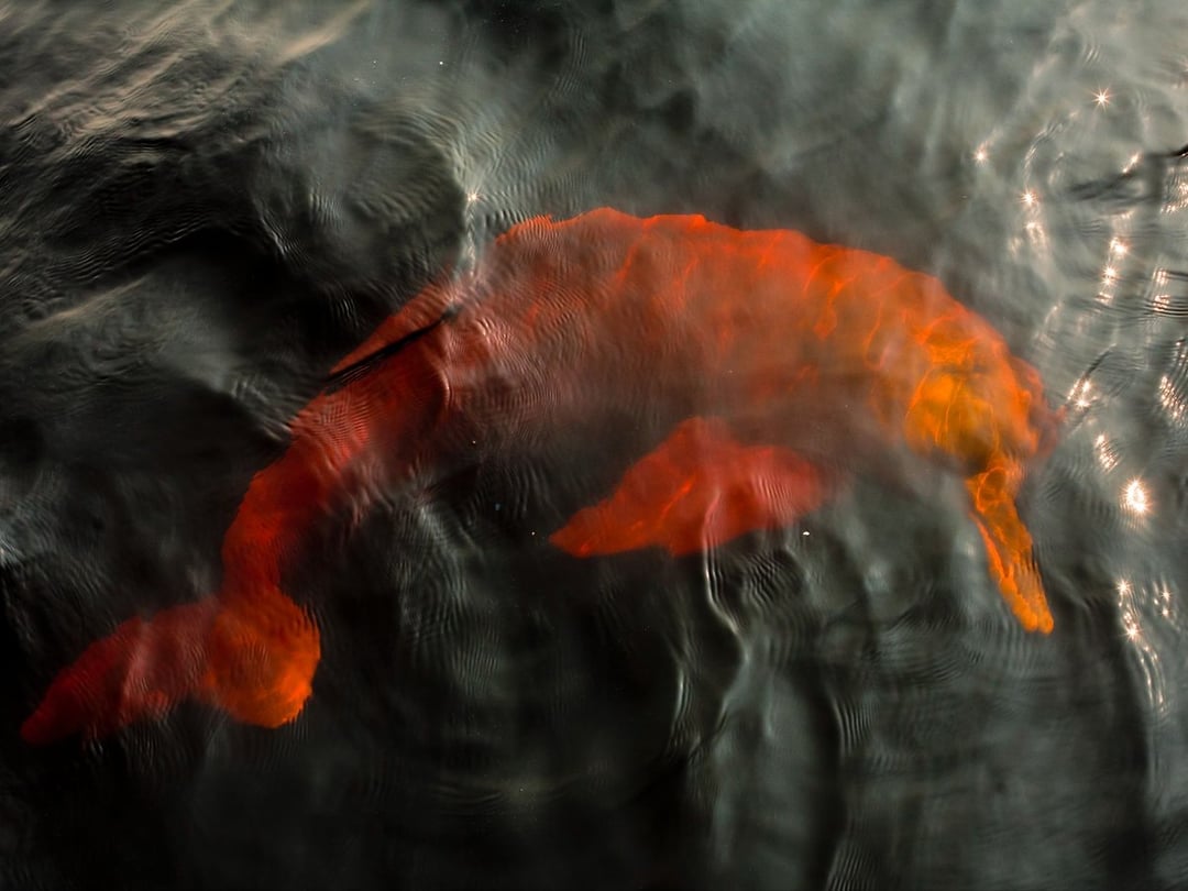 A pink river dolphin swimming just beneath the dark surface of an Amazon river, its body glowing reddish through the water. A pink river dolphin swimming just beneath the dark surface of an Amazon river, its body glowing reddish through the water.