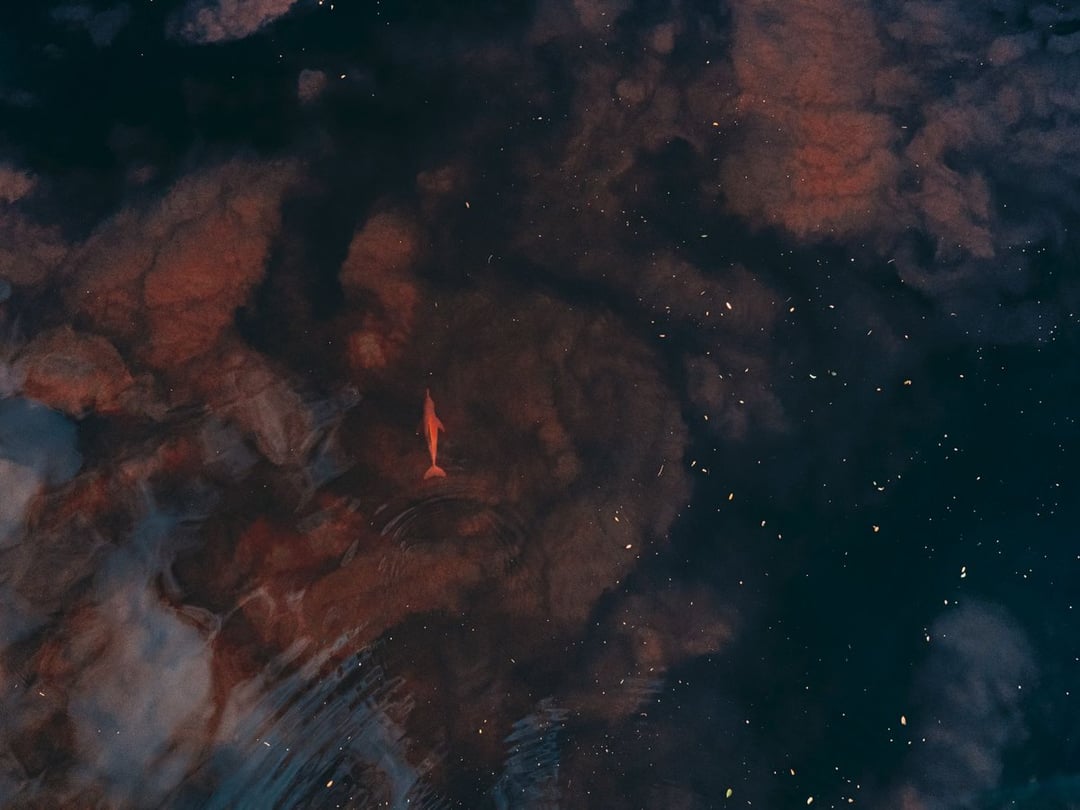 An aerial view of a solitary pink river dolphin swimming through dark, tannin-stained Amazon water scattered with floating leaves. An aerial view of a solitary pink river dolphin swimming through dark, tannin-stained Amazon water scattered with floating leaves.