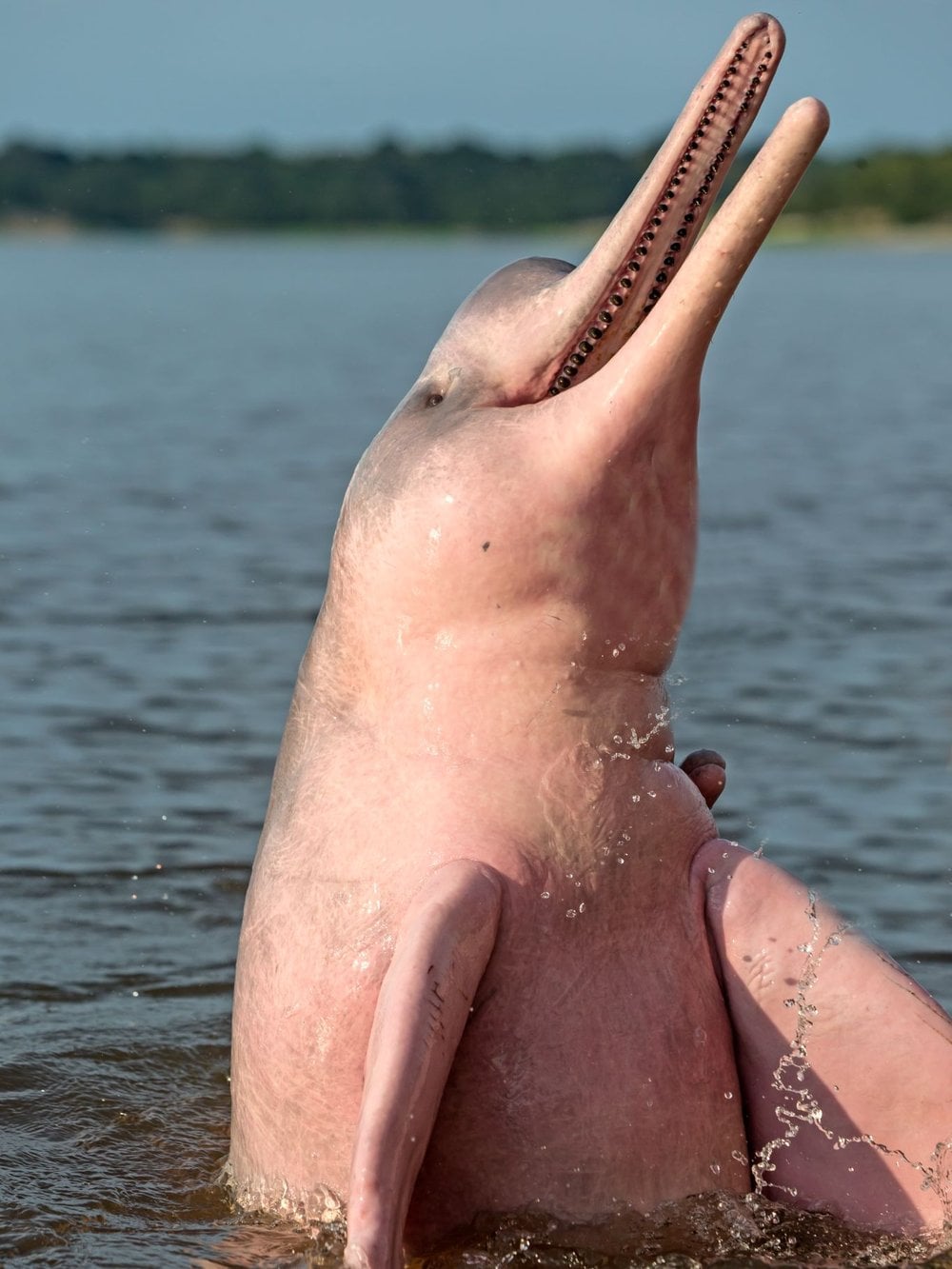 A bright pink Amazon river dolphin rising vertically out of the water, its pink body and long beak glistening in the sun. A bright pink Amazon river dolphin rising vertically out of the water, its pink body and long beak glistening in the sun.