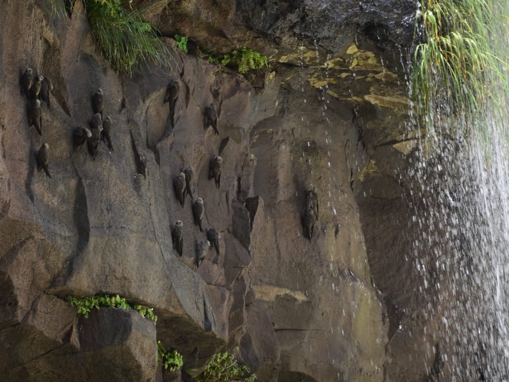 Vencejos de cascada posados en la pared mojada detrás de la cortina de agua de las Cataratas del Iguazú, Brasil. Vencejos de cascada posados en la pared mojada detrás de la cortina de agua de las Cataratas del Iguazú, Brasil.