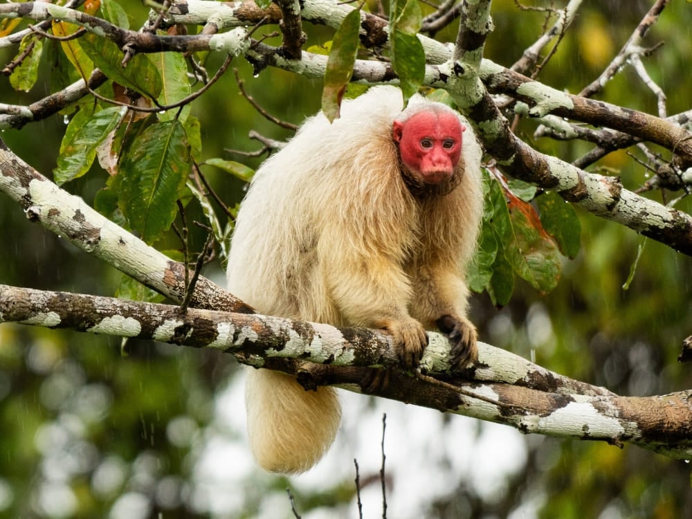 Photo: André Zumak White uakari monkey with a bald red face and pale shaggy fur perched on a lichen-covered branch in the Amazon rainforest